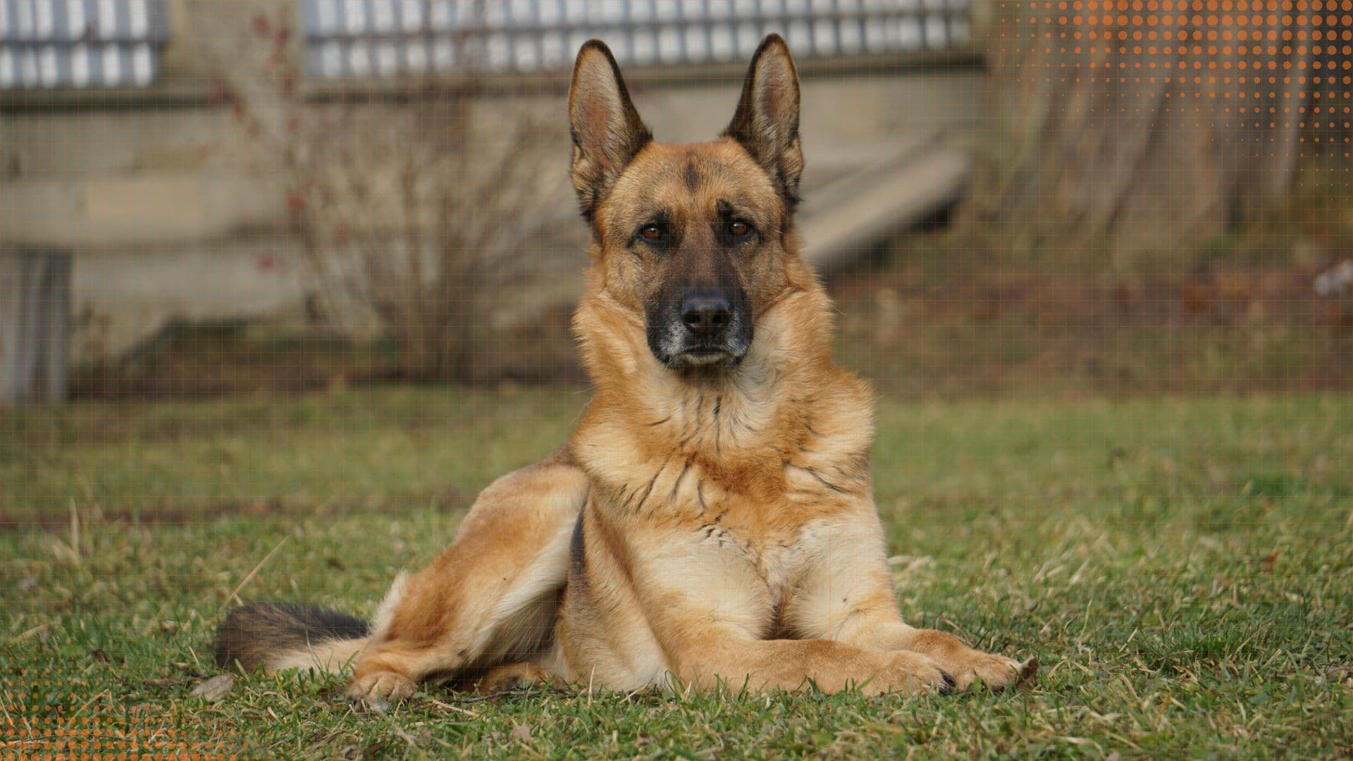 German Shepherd — Puppy & First-Year Guide