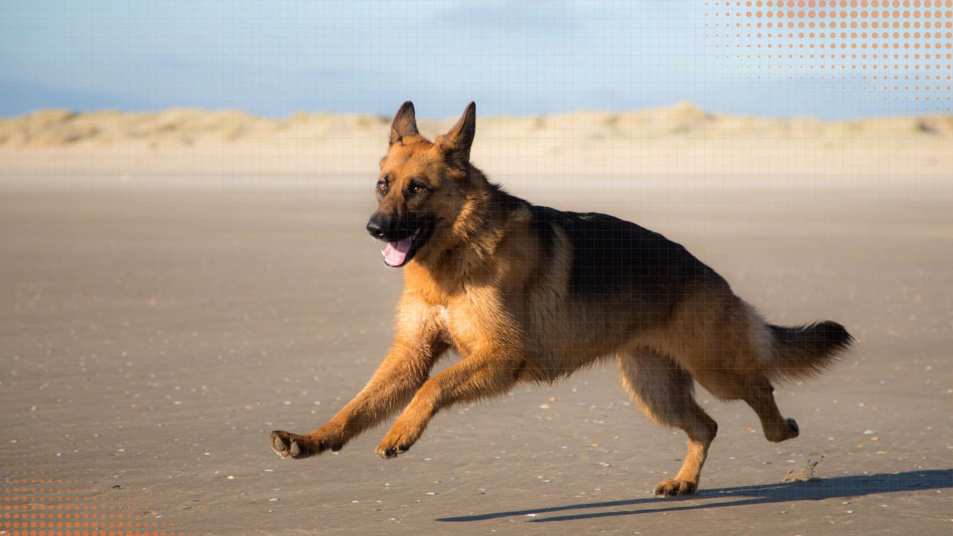 German Shepherd — Feeding & Nutrition Guide