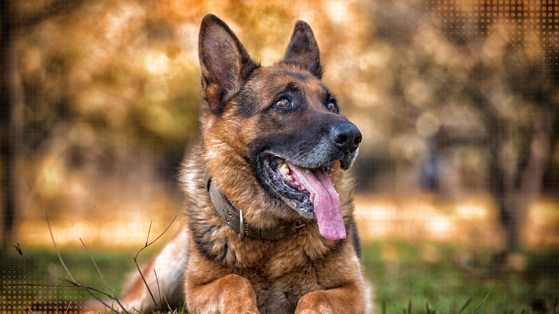 German Shepherd — Training & Behavior Guide