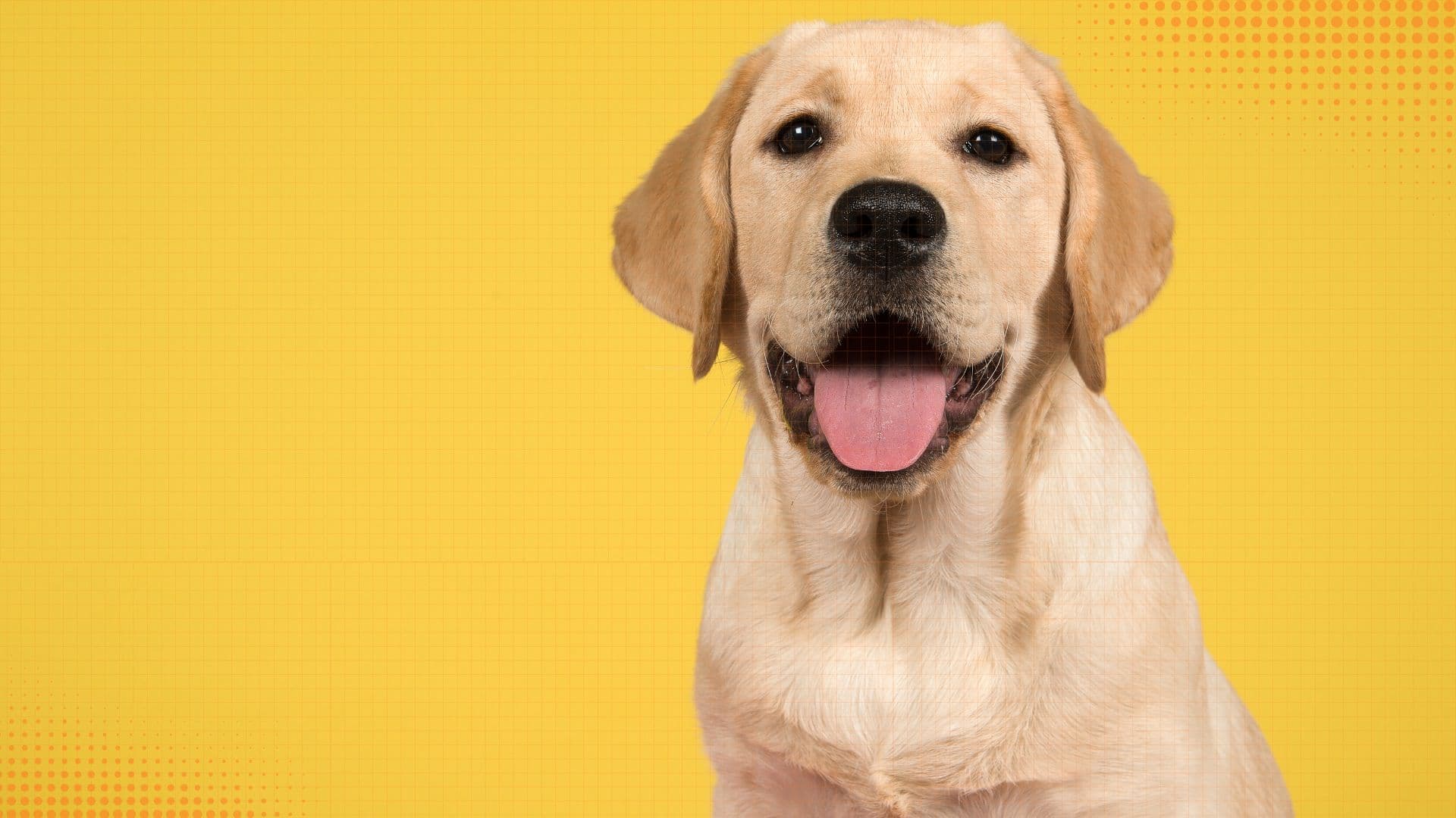 Labrador Retriever — Puppy & First-Year Guide