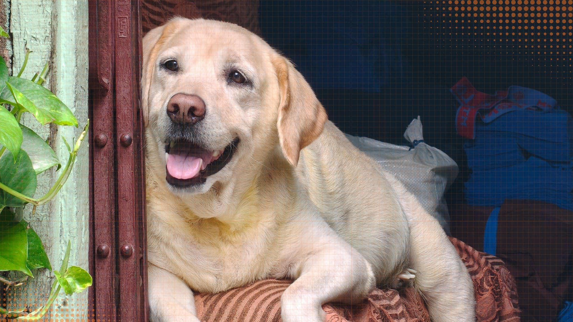 Labrador Retriever — Grooming, Exercise & Lifestyle
